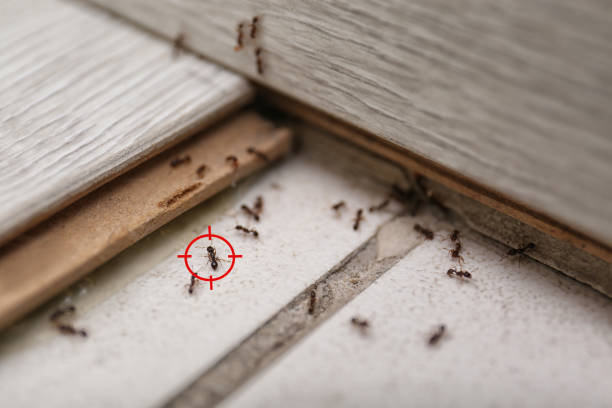 Best Ant Control Services  in Mcleansville, NC