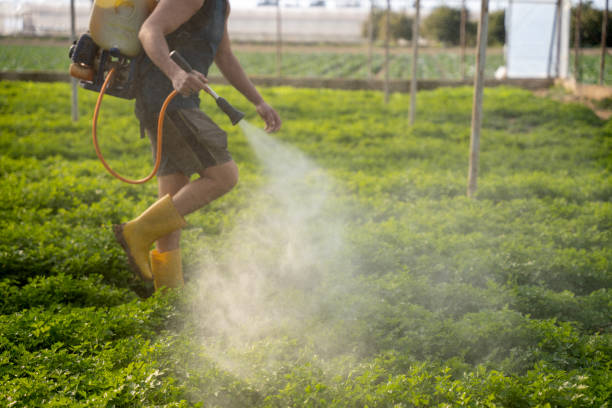 Best Wasp Removal Services  in Mcleansville, NC