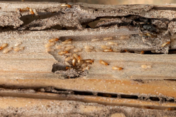 Best Best Pest Control Companies  in Mcleansville, NC