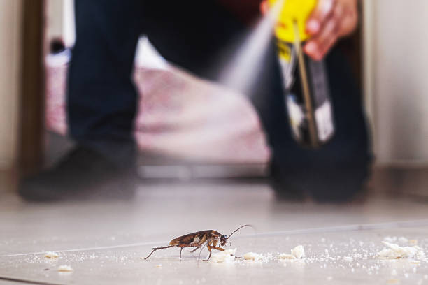 Insect Control in Mcleansville, NC