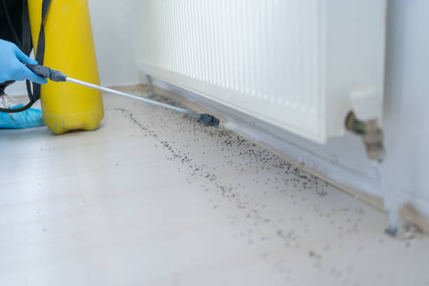 Best Cockroach Control Services  in Mcleansville, NC